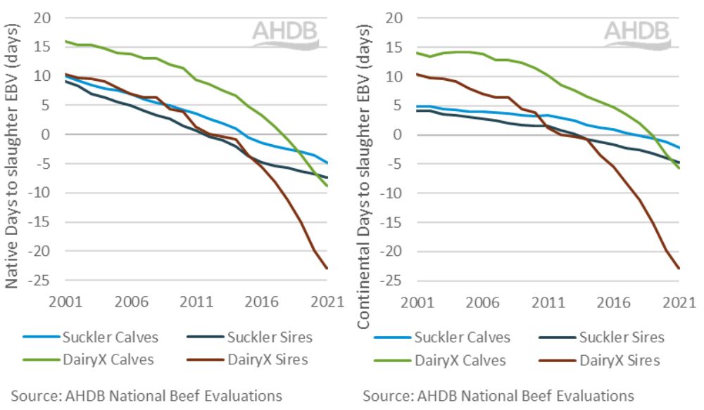 Two graphs illustrating Days to slaughter EBV 2001-2021 for native and continental breeds